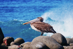 pelican-galapagos
