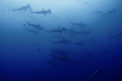 school-of-hammerheads-galapagos