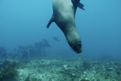 seal-galapagos