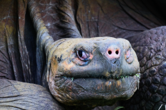 tortoise-galapagos