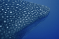 whale-shark-closeup-galapagos