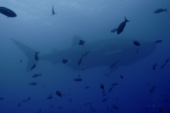 whale-shark-galapagos