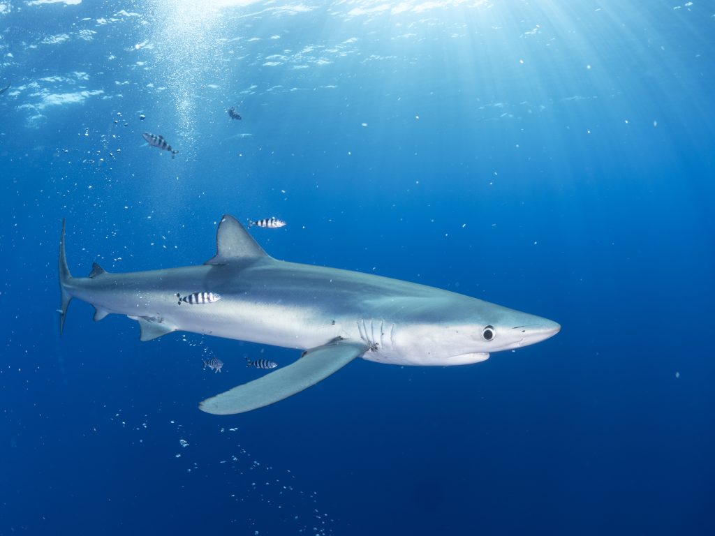 requin bleu aux Açores
