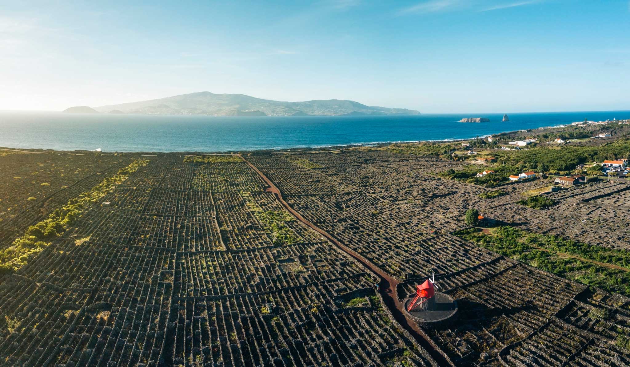 Vineyards on Pico Island in the Atlantic Ocean