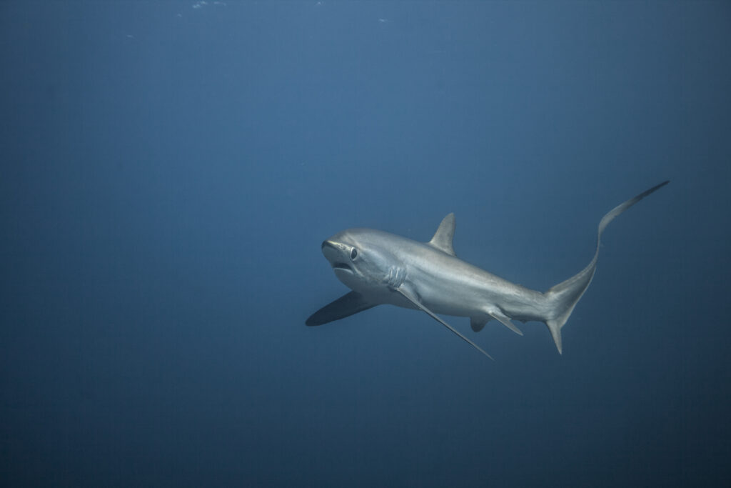 Requin renard pélagique à Kimud Shoal à Malapascua