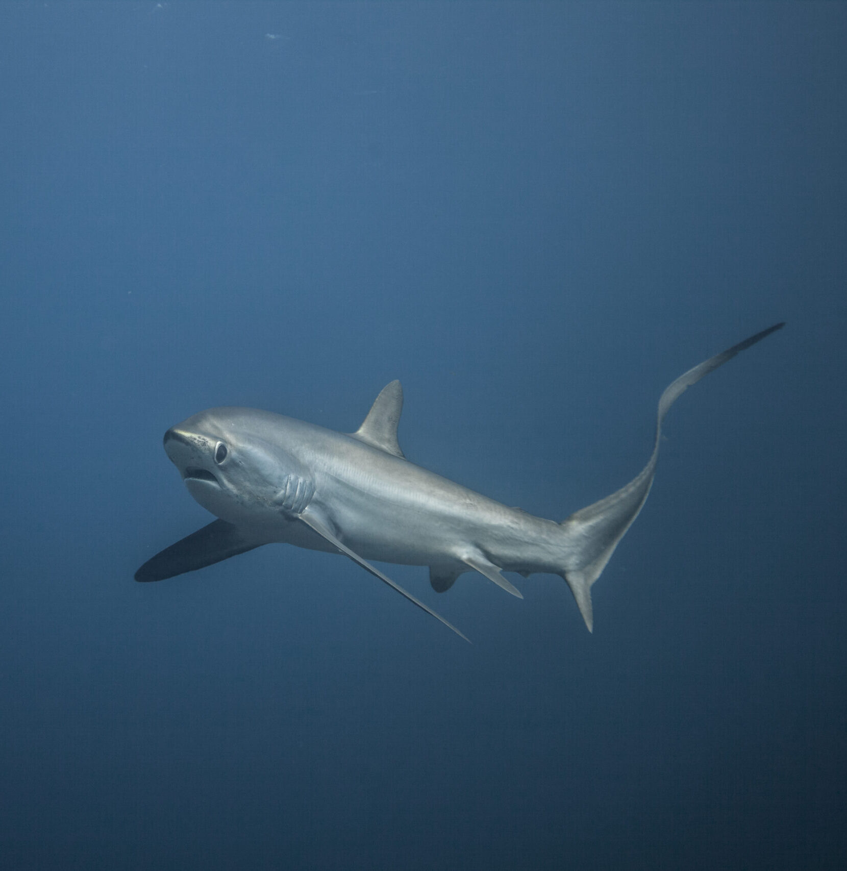 Requin renard pélagique à Kimud Shoal à Malapascua