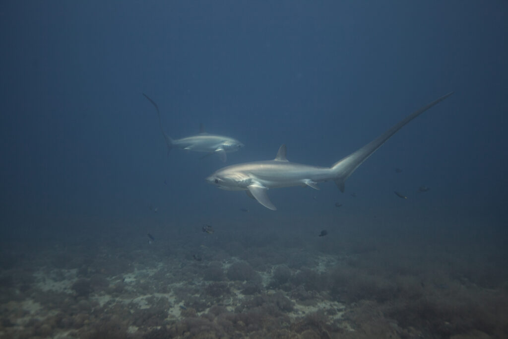 Requins renards pélagiques à Kimud Shoal, Malapascua