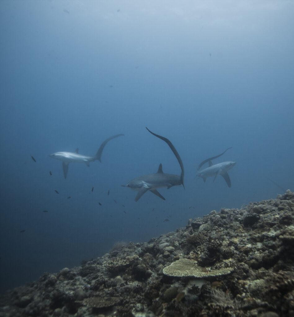 Requins renards pélagiques à Kimud Shoal
