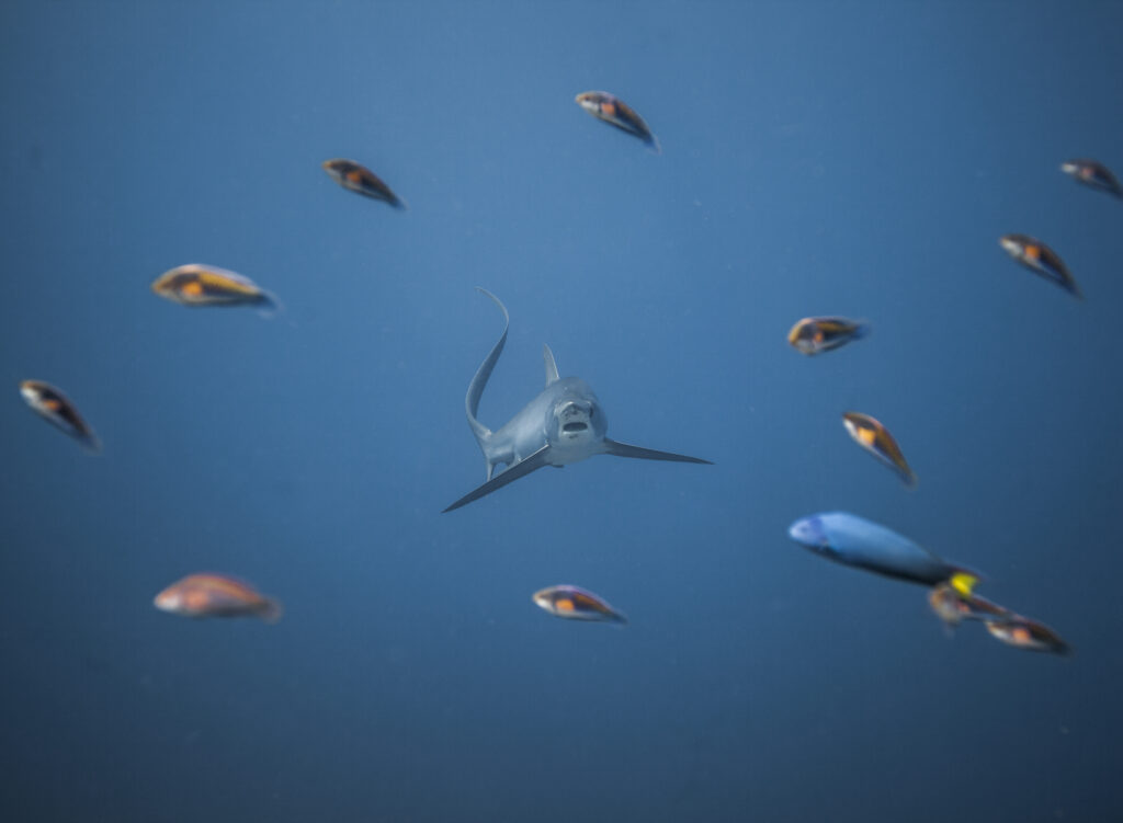 Requin renard pélagique entouré de sabres nettoyeurs à Kimud Shoal