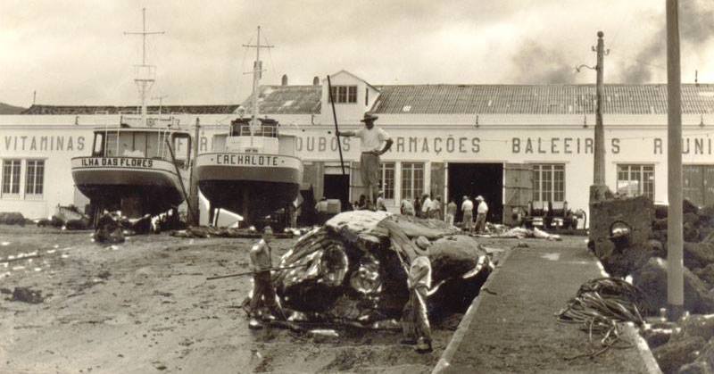 Chasse à la baleine aux Açores
