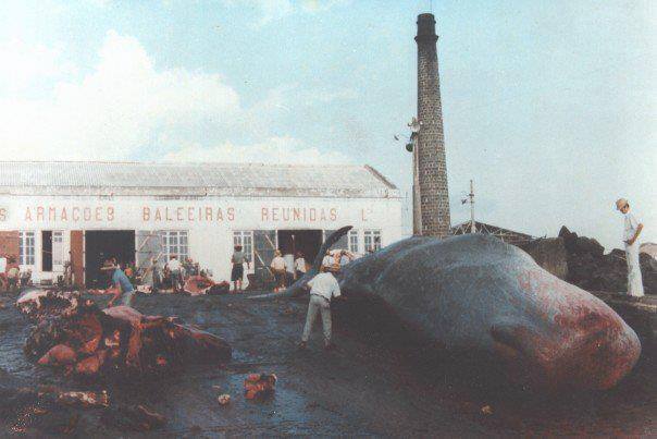 chasse à la baleine à Sao Roque aux Açores