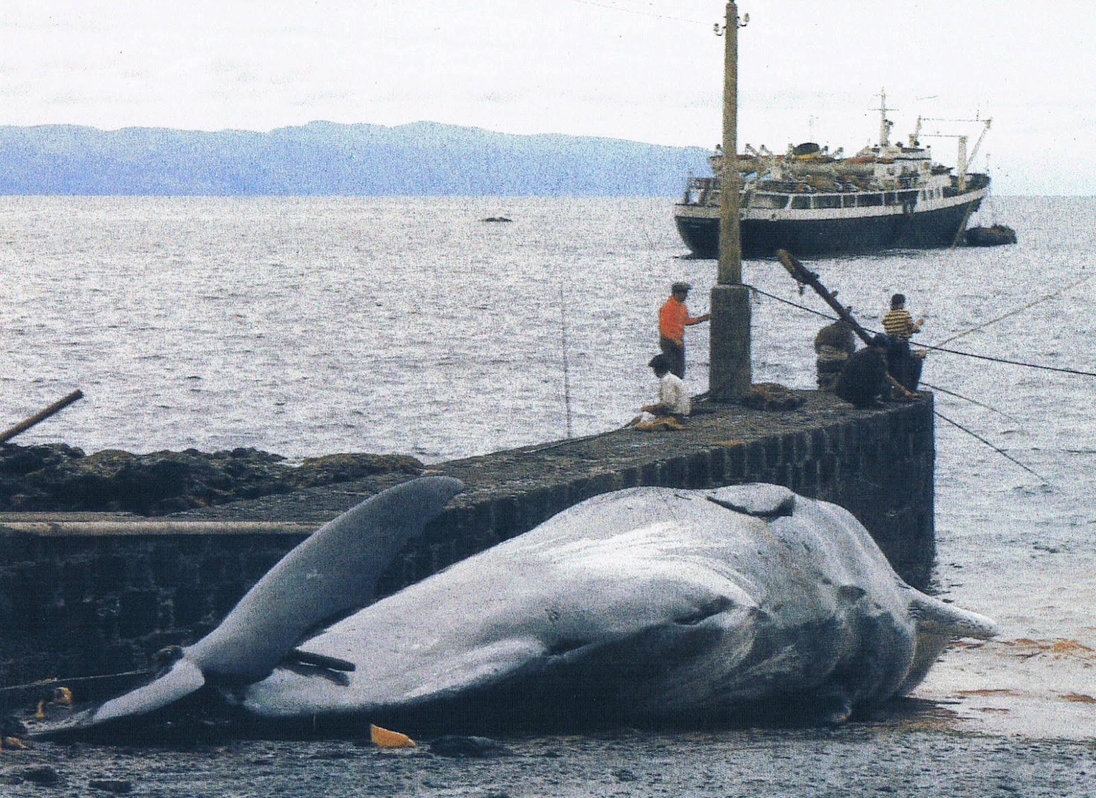 Chasse à la baleine aux Açores