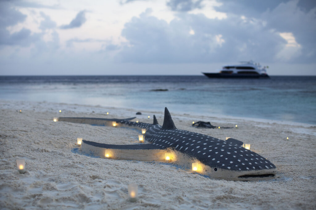 Duke of york maldives liveaboard vibe