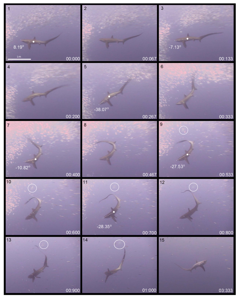 Technique de chasse du requin renard pélagique