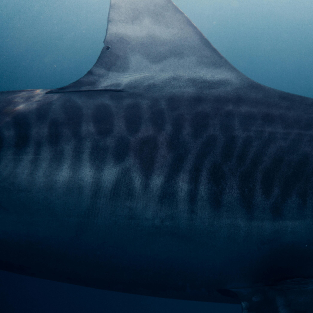Requin tigre à Fuvahmulah