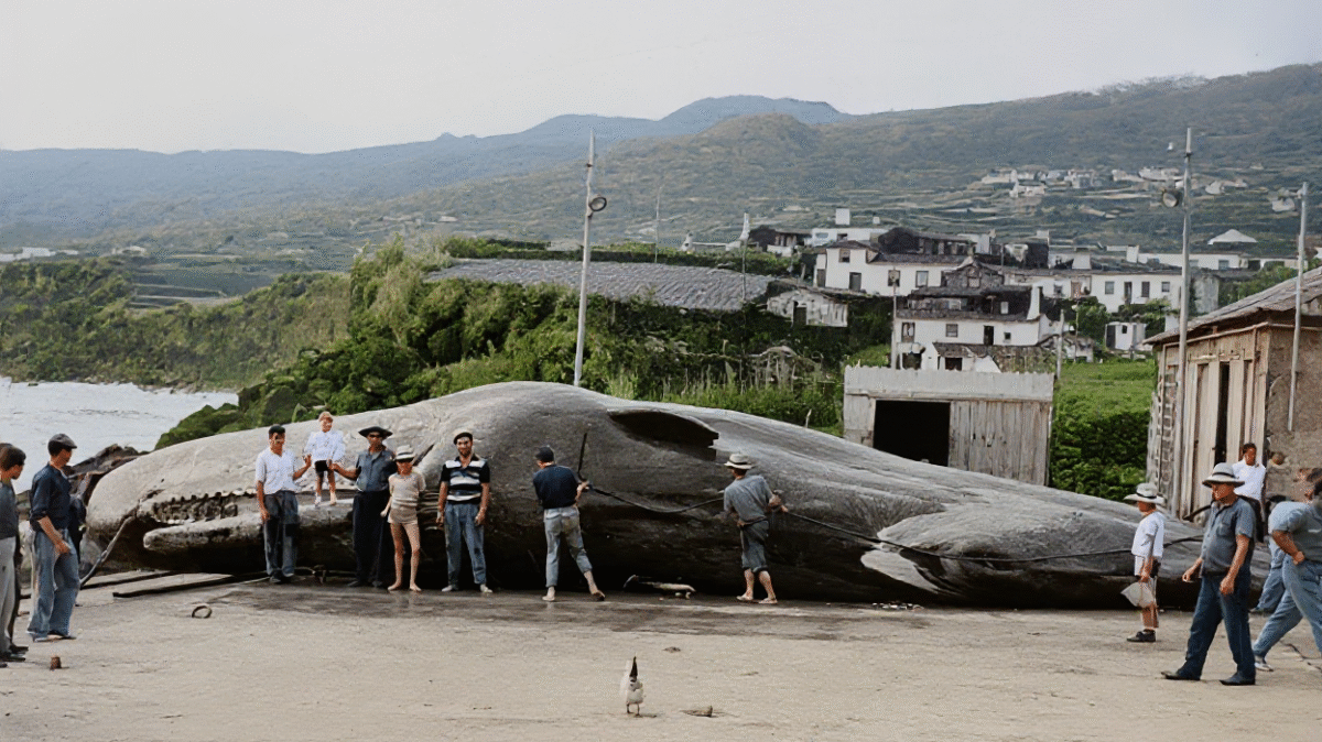 Chasse à la baleine aux Açores