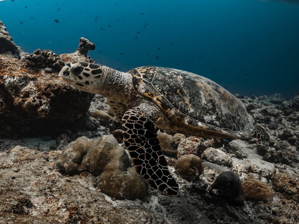 tortoise, hawksbill turtle, underwater, dive, sea, ocean, maldives, nature, underwater world, underwater photography, sea animal