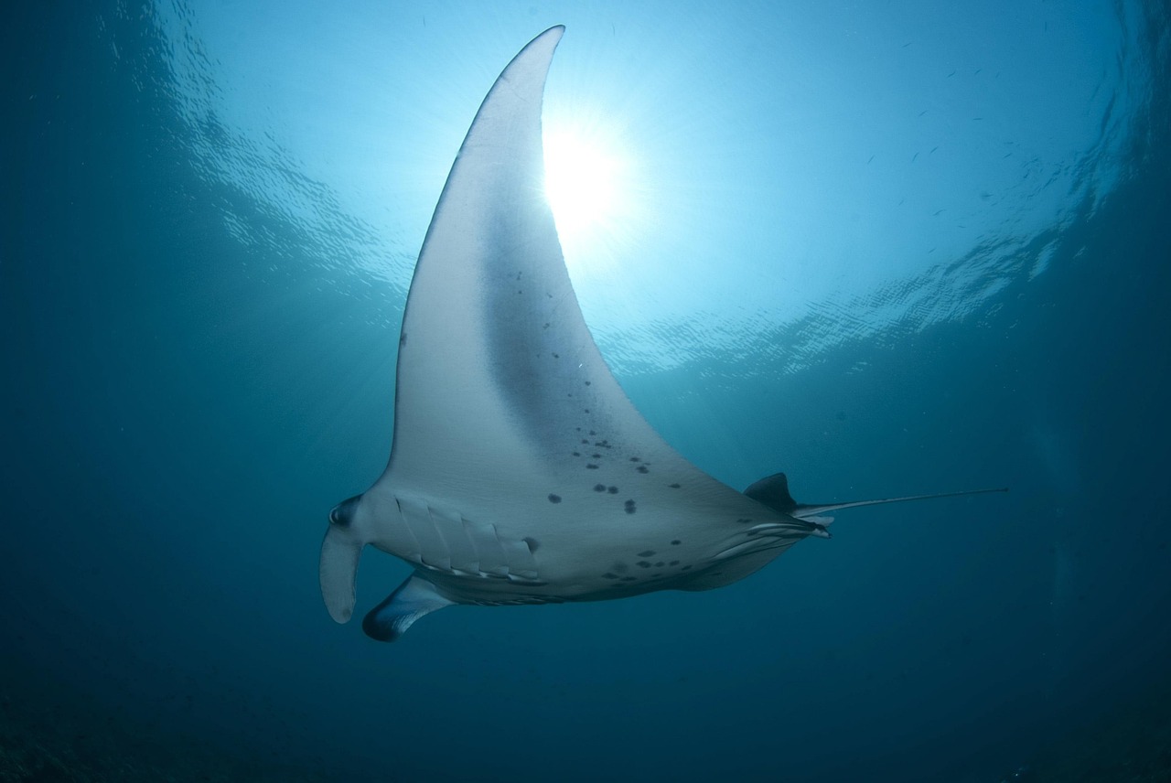 stingray, manta, diving, stingray, stingray, stingray, stingray, manta, manta, manta, manta, manta