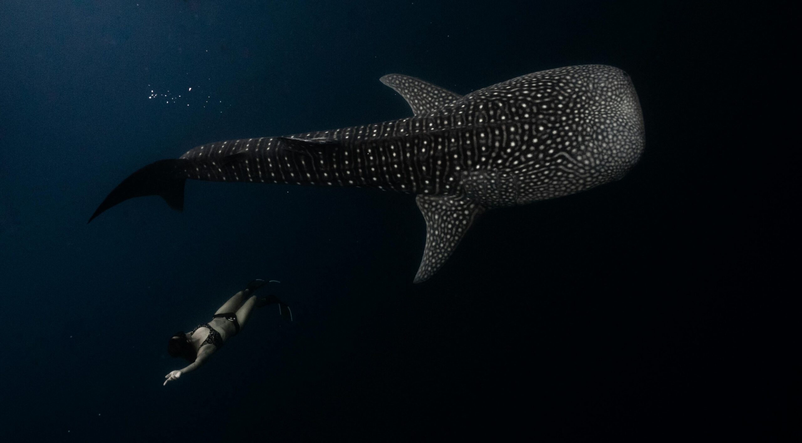 Requin baleine de nuit