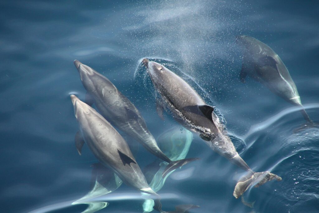 High angle view of dolphins swimming in sparkling blue ocean water.