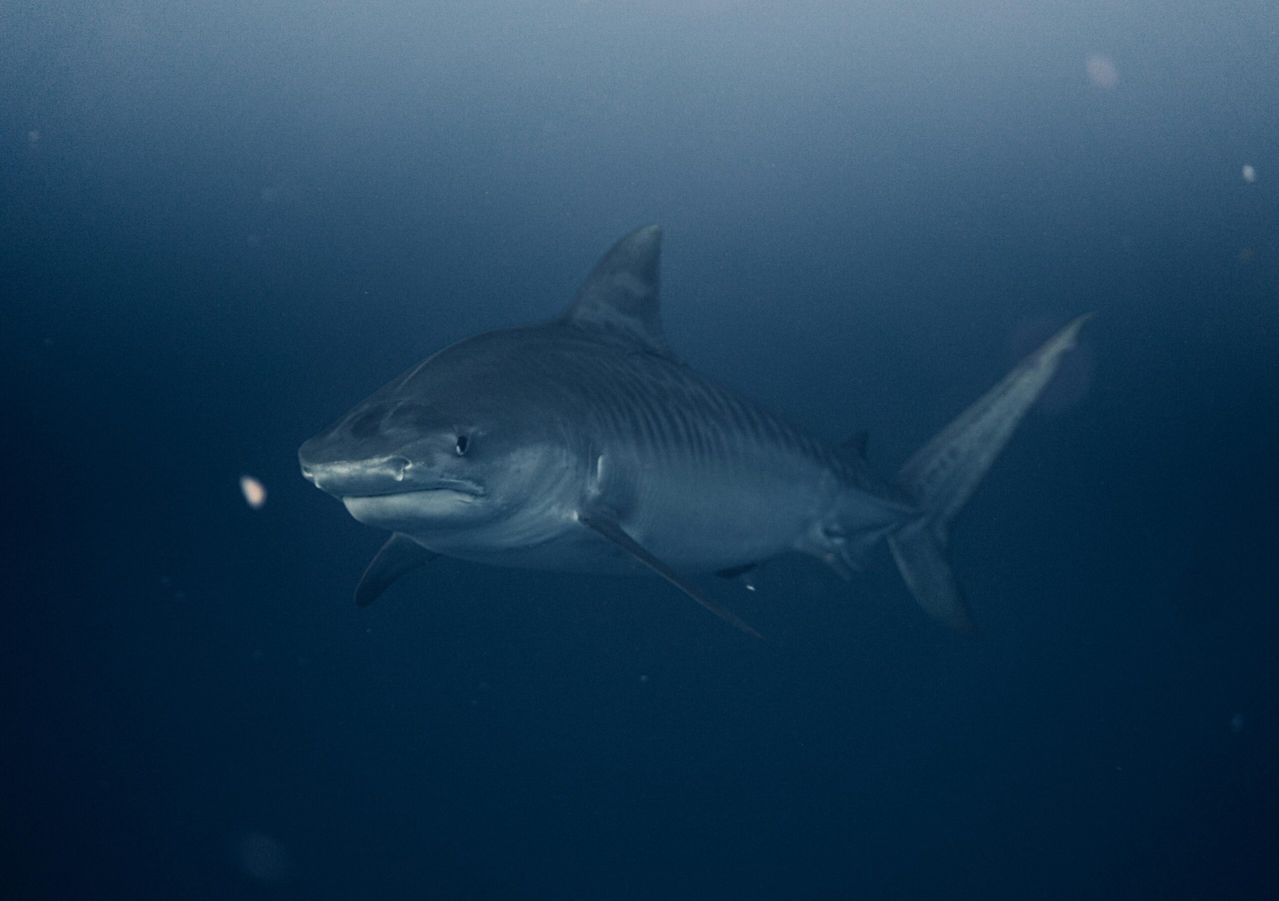 Close-up of a tiger shark swimming underwater in the deep blue ocean near Haleiwa, Hawaii.
