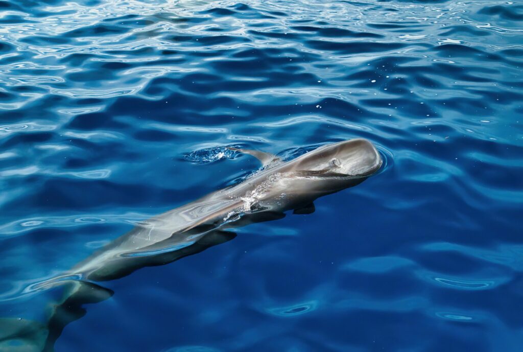 A pilot whale emerges gently in the vibrant blue ocean, showcasing nature's majestic beauty.