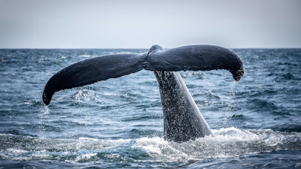 A majestic humpback whale tail rises from the ocean in Boston, MA.