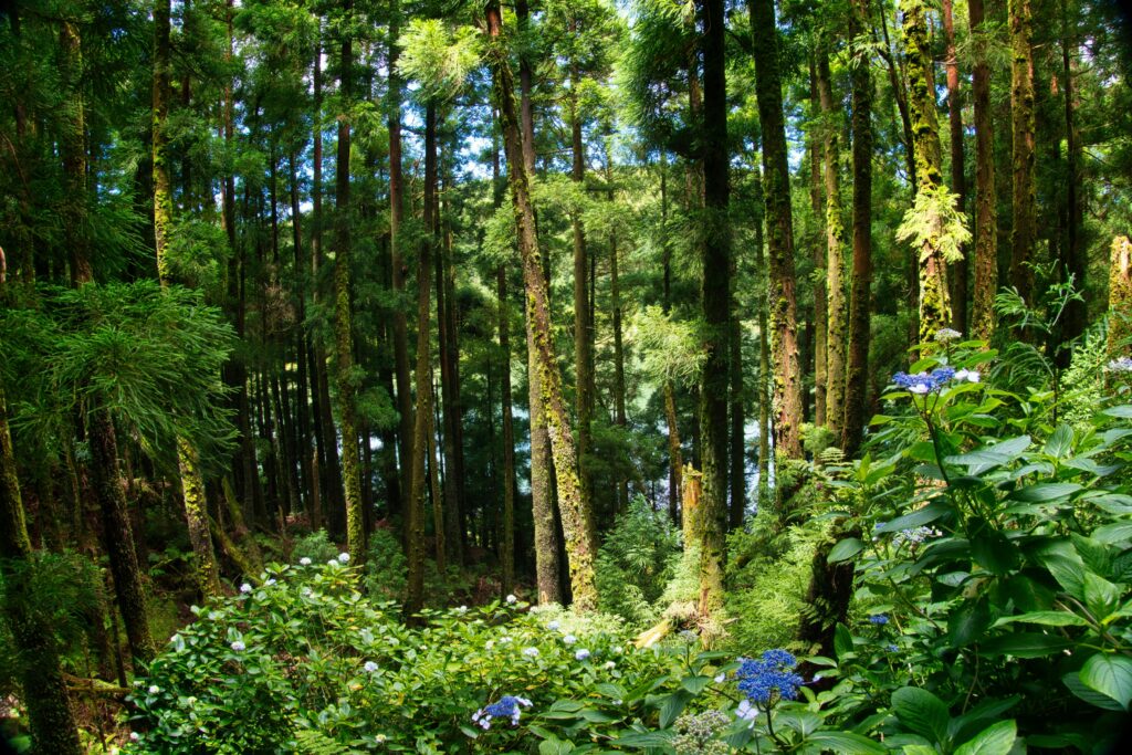 A vibrant and lush forest scene in the Azores, Portugal, showcasing diverse vegetation and natural beauty.