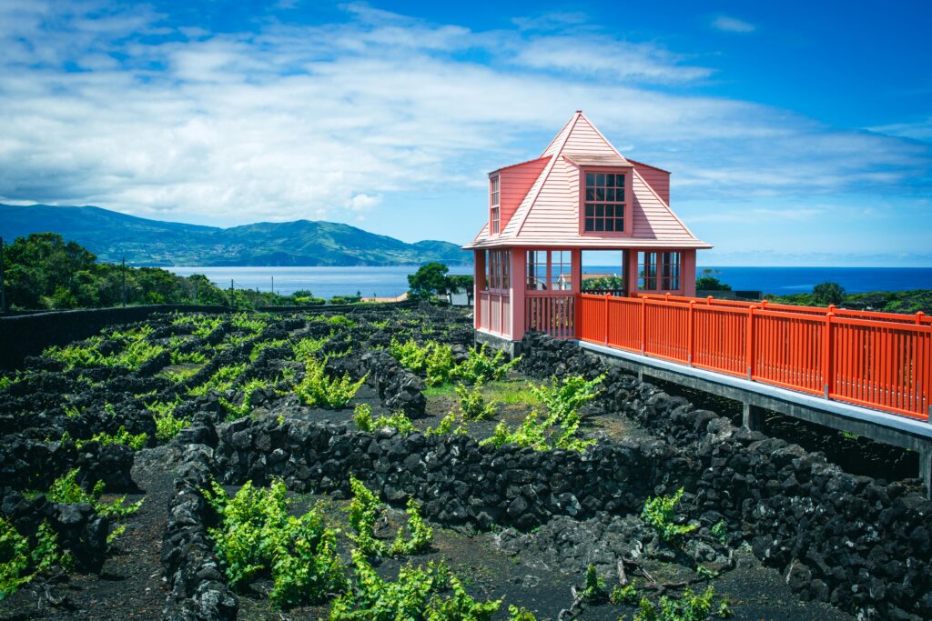 Lush vineyards against volcanic landscape with vibrant pink building on Pico Island, Azores.