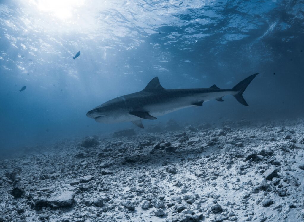 A stunning underwater shot capturing a majestic tiger shark swimming in the clear Maldivian waters.