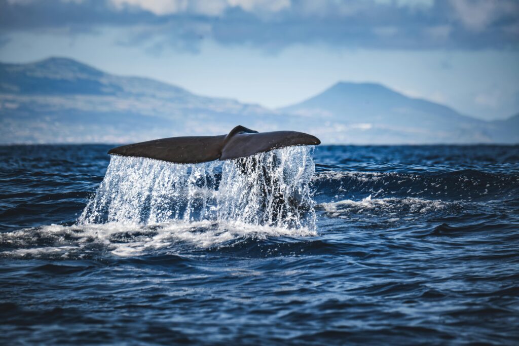 A whale tail splashes in the ocean, set against distant mountains and a clear sky.