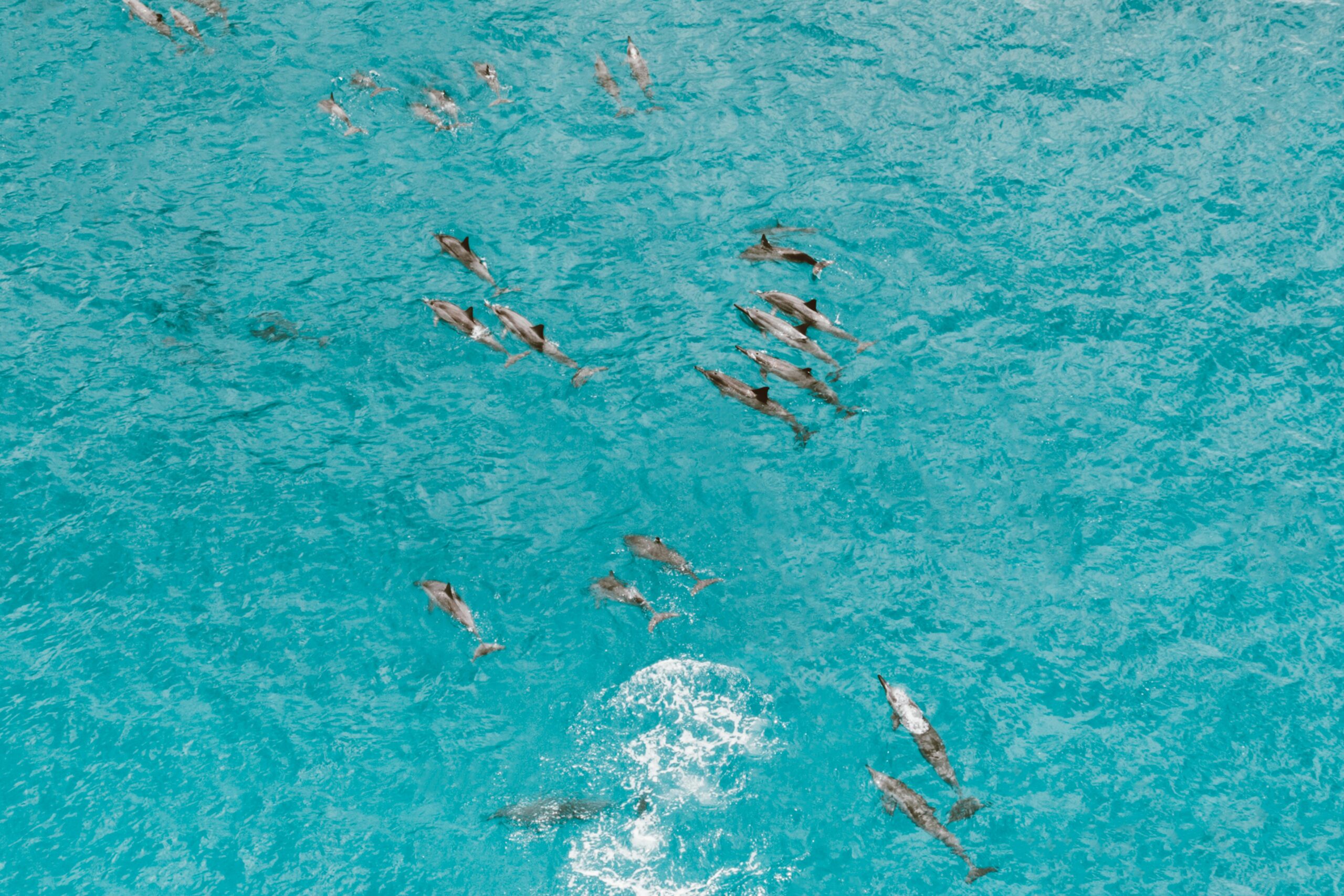 A breathtaking aerial view of a dolphin pod swimming in pristine blue ocean waters.