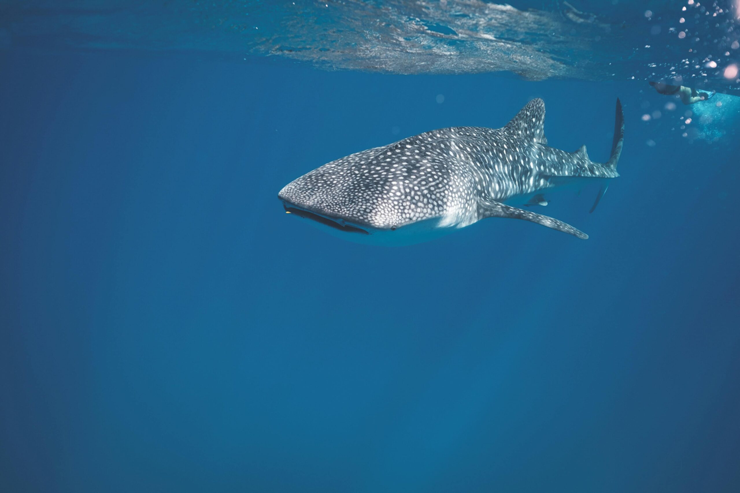 Whale shark swimming under crystal clear water of ocean near surface under sunlights